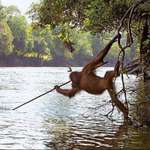 image for An Orangutan from a zoo reintroduced to the wild in Borneo began spear fishing after watching local fisherman
