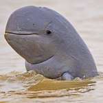 image for 🔥 Irrawaddy dolphin!