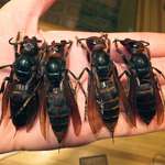 image for The Japanese giant hornet is the world's largest and can sting you with a flesh-dissolving acid that acts as pheromone to signal other hornets to target you.