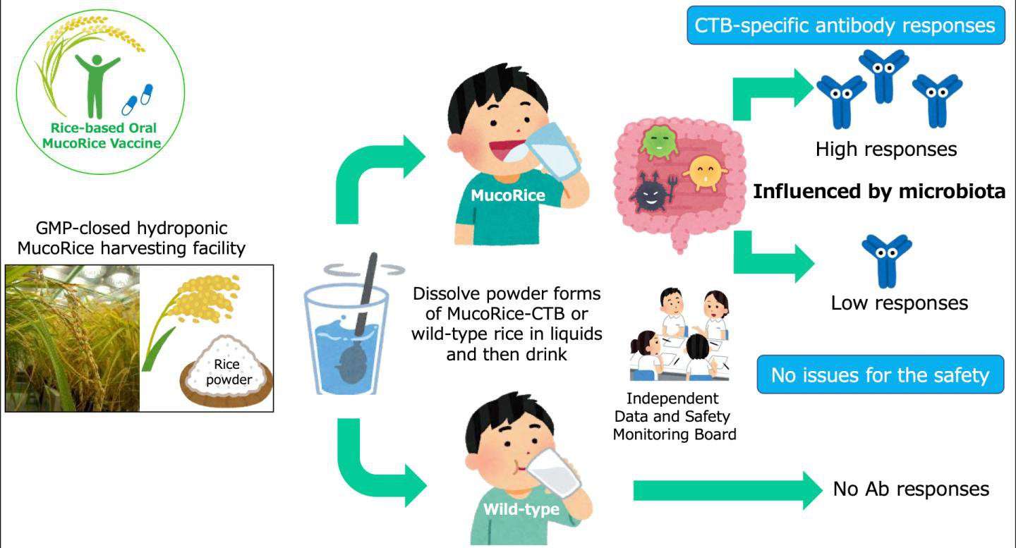 image for Edible Cholera vaccine made of powdered rice proves safe in phase 1 human trials