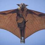 image for 🔥 Indian Flying Fox With Pup