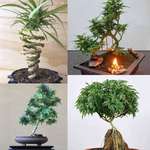 image for Cannabis Bonsai Trees