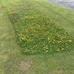 image for The guy who does the grass for my building left a rectangle of wild flowers so the bees can use them