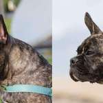 image for “The dog on the Left is award winning showdog named Arnie an AKC French Bulldog..The dog on the right is Flint, bred in the Netherlands by Hawbucks French Bulldogs - a breeder trying to establish a new, healthier template for French Bulldogs.”