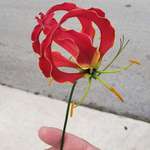 image for The Flame Lily, the national flower of Zimbabwe