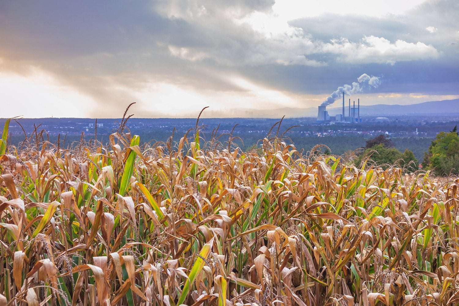 image for Clean air boosts crop yields