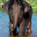 image for 🔥 Hairy Asian Elephant.