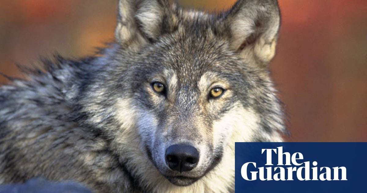 image for ‘Killing spree’: Wisconsin’s wolf population plunges after protections removed, study finds