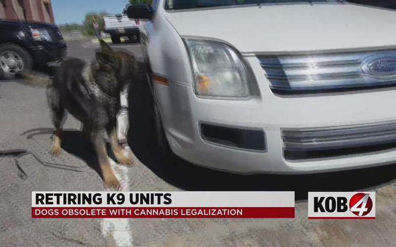 image for More police K9s forced into retirement following legalization of recreational marijuana