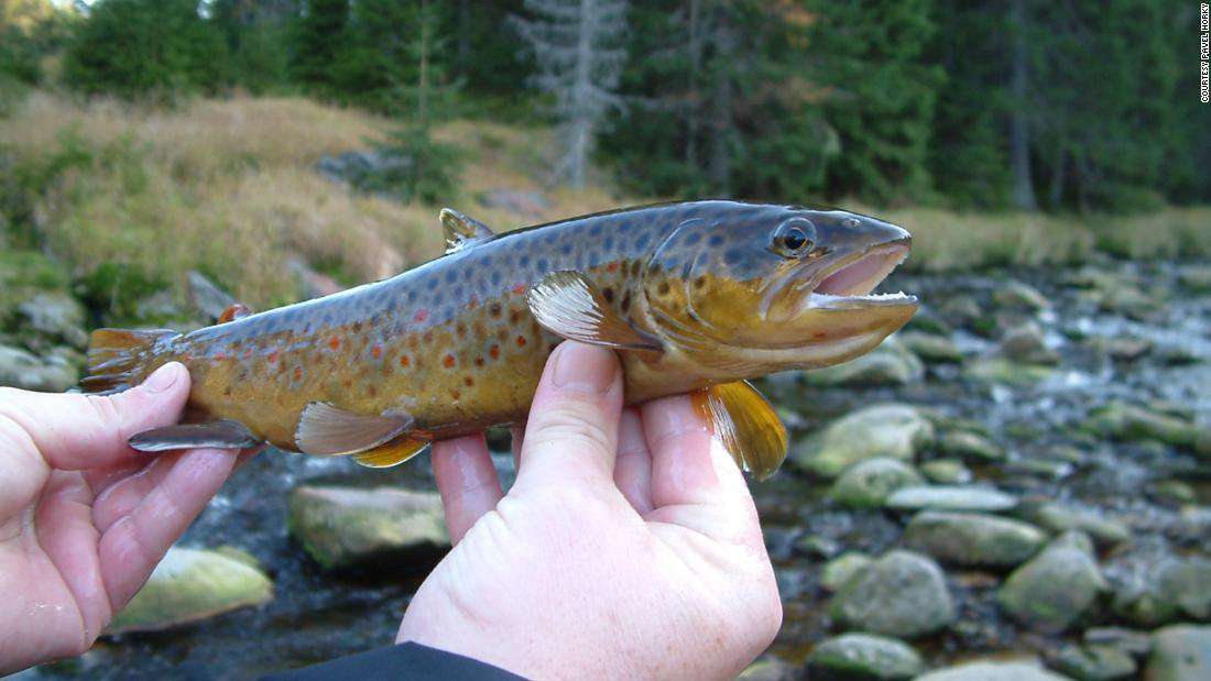 image for Methamphetamine in waterways may be turning trout into addicts