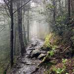 image for Foggy day on the Appalachian Trail near Gatlinburg, TN [3024 x 4032] [OC]