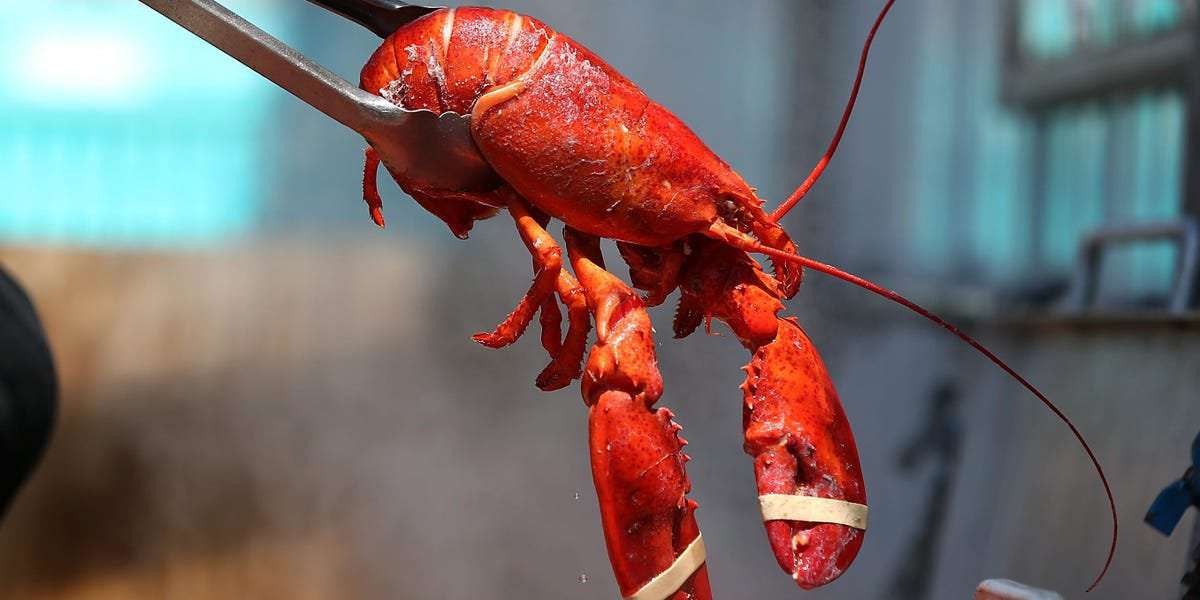 image for The UK may soon ban boiling lobsters alive in a landmark bill that acknowledges that crustaceans and mollusks, too, are sentient beings