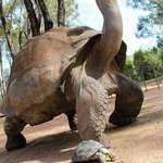 image for Born in 1832 Jonathan the tortoise is due to turn 190 years old in 2022. That makes him the oldest known living land animal in the world today.