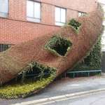 image for A thick cover of ivy, being pulled off a building