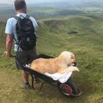 image for Carlos pushed his beloved dying dog Monty up Pen y Fan in a wheelbarrow for 'one last adventure'