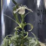 image for Scientists have revived a plant from the Pleistocene epoch. This plant is 32,000 years old.