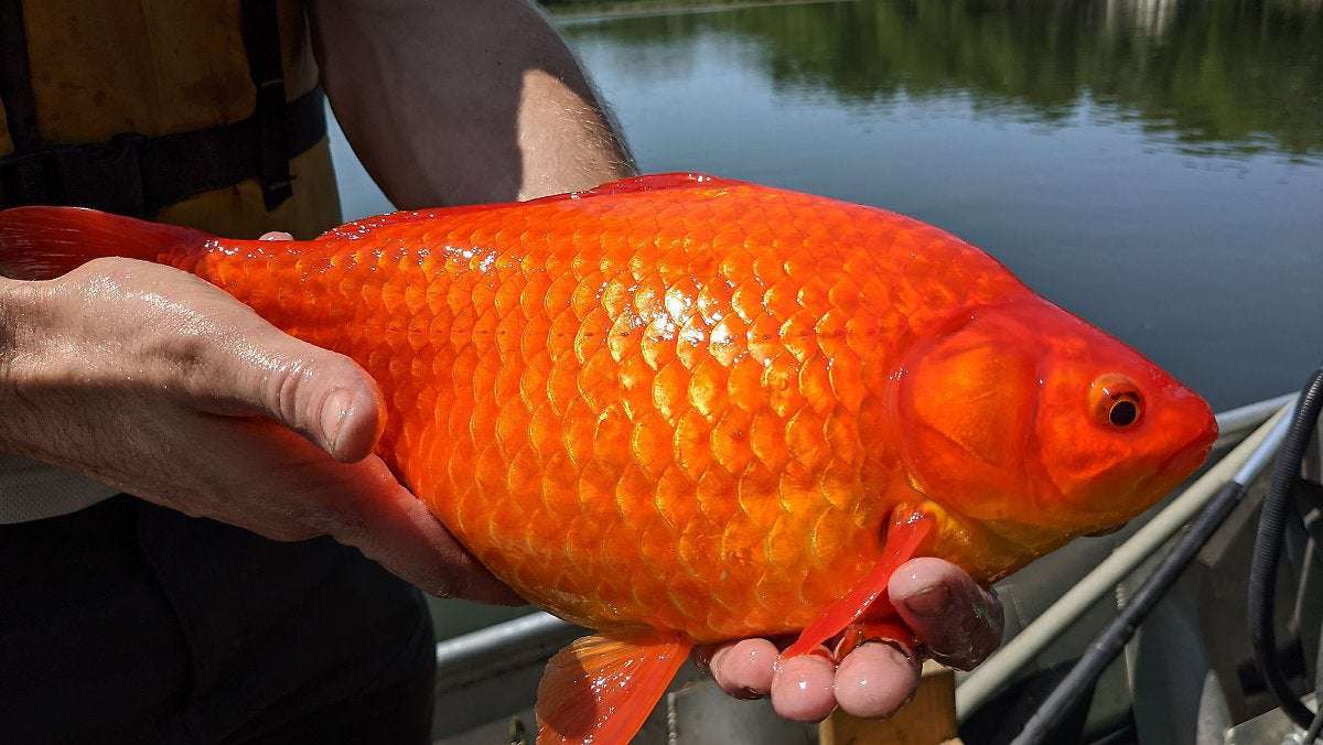 image for Riesenexemplare in den USA: Ausgesetzte Goldfische werden monströs