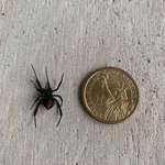 image for Moved into new house and first visitor was Scarlett Johansson (dollar coin for scale).
