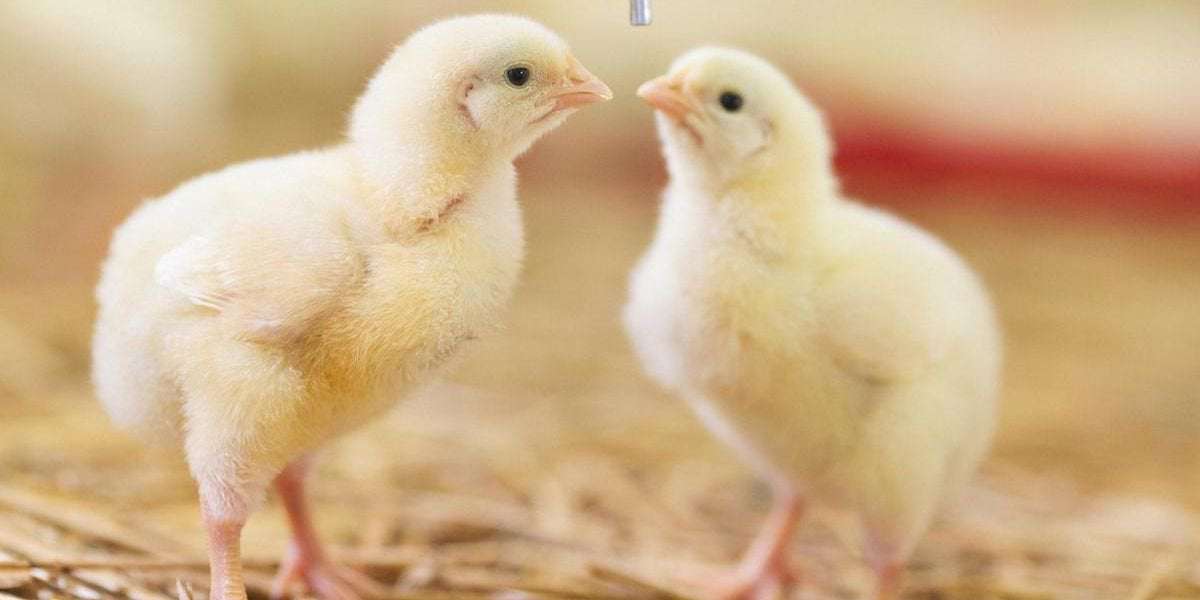 image for France to Ban Shredding and Gassing of Male Chicks