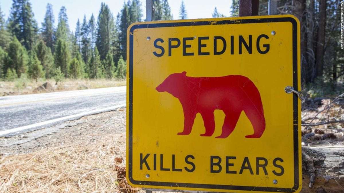 image for Yosemite park ranger shares heartbreaking plea to visitors to slow down after a bear cub was killed by a car