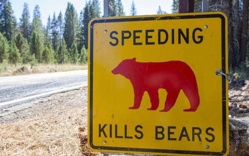 image for Yosemite park ranger shares heartbreaking plea to visitors to slow down after a bear cub was killed by a car