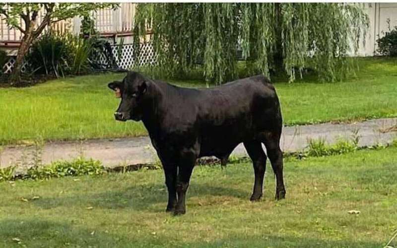 image for Bull Still on the Loose on Long Island, 1 Day After Escaping Slaughter