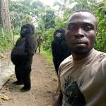 image for Gorillas pose for selfie with DR Congo anti-poaching unit