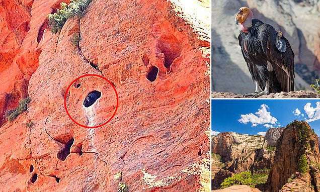 image for Two critically endangered California condors spotted near Zion National Park