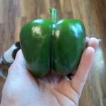 image for I used my very first green pepper from my very first garden last night in my dinner!