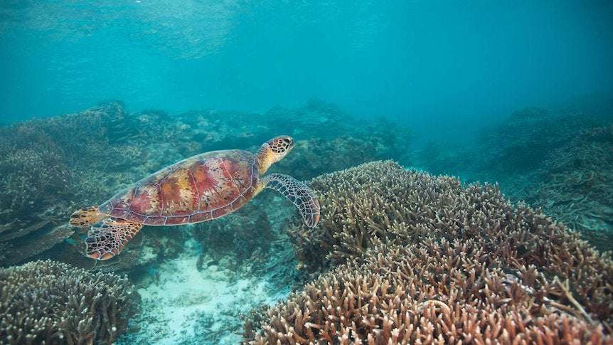 image for Great Barrier Reef avoids 'in danger' tag after Australian government lobbying convinces UNESCO