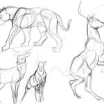 image for I drew some animals