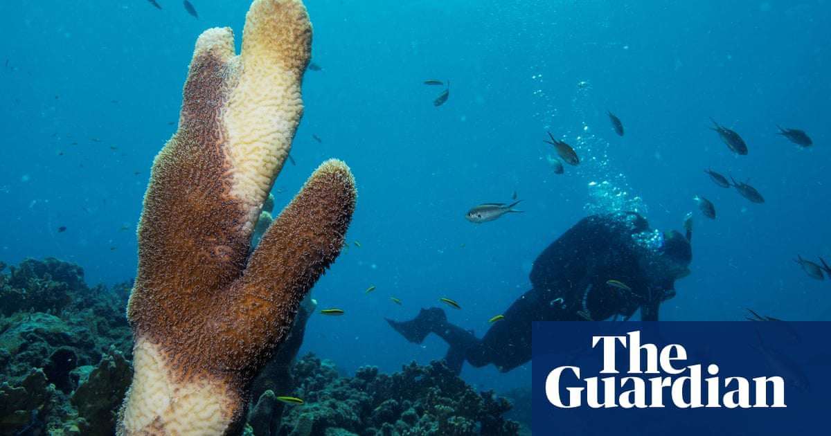 image for Deadly coral disease sweeping Caribbean linked to wastewater from ships