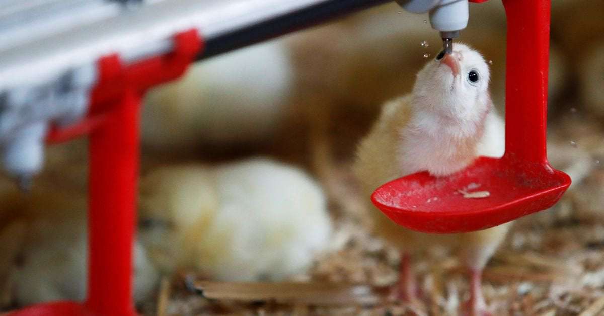image for France bans crushing and gassing of male chicks from 2022
