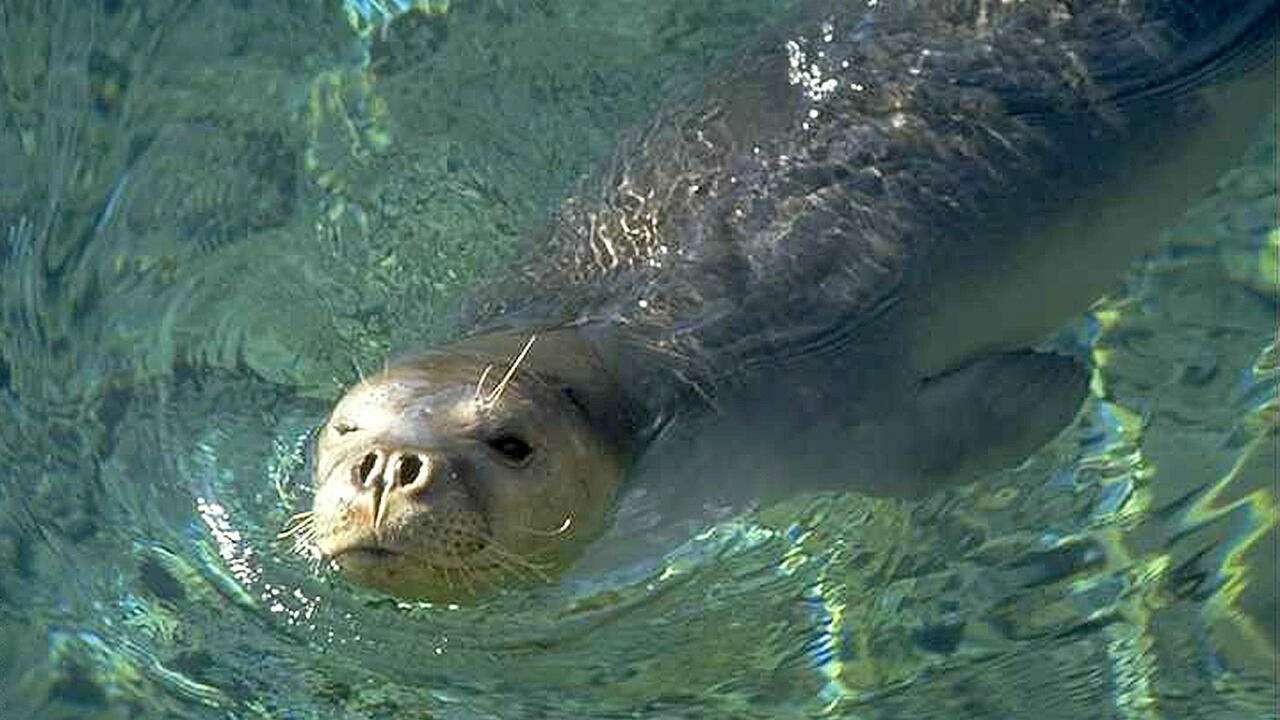 image for Uproar in Greece as mascot seal killed in protected area