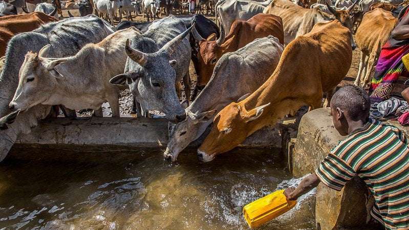 image for Ethiopia to shift from beef to chicken production under updated climate plan