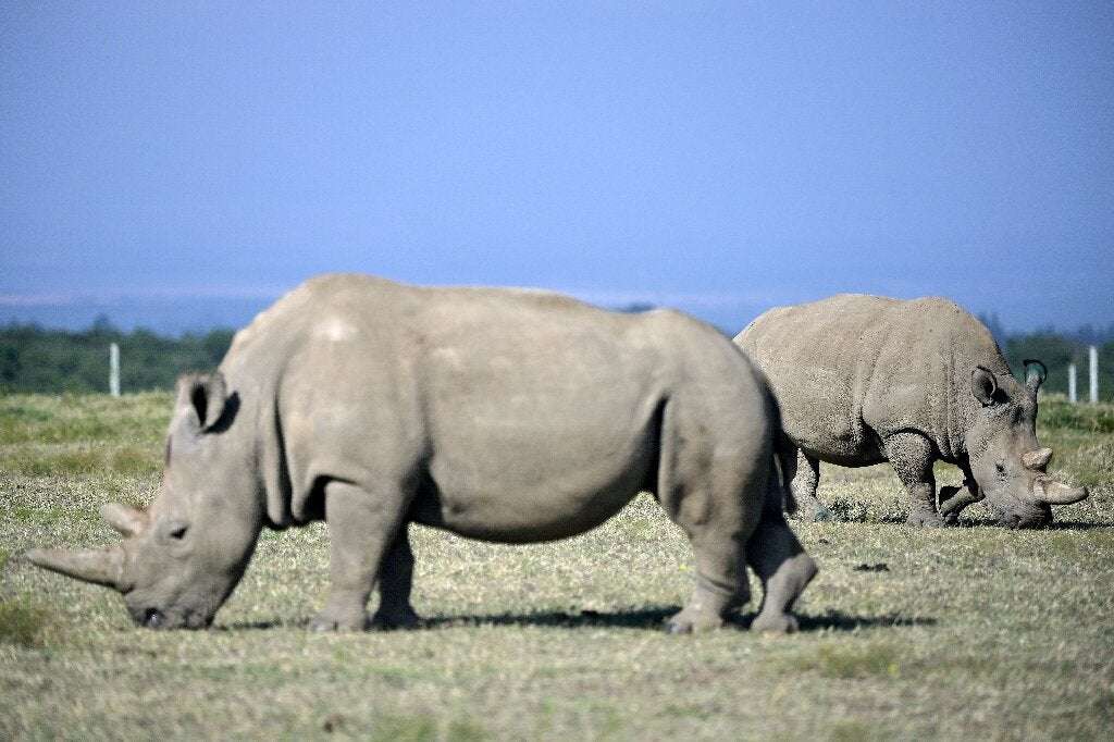 image for Scientists create embryos to save northern white rhino