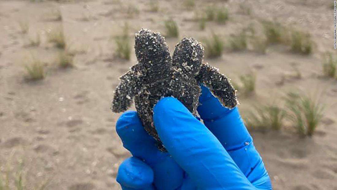 image for A two-headed sea turtle hatchling was found on a South Carolina beach