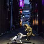 image for Cats fighting in an alley in Japan