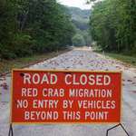 image for Road closed due to crab migration
