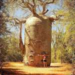 image for Baobab tree, Madagascar