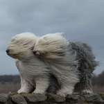 image for Windblown Sheepdogs