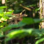 image for I photographed a curious fox cub.