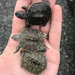 image for Turtle hatchlings with beautiful shells.