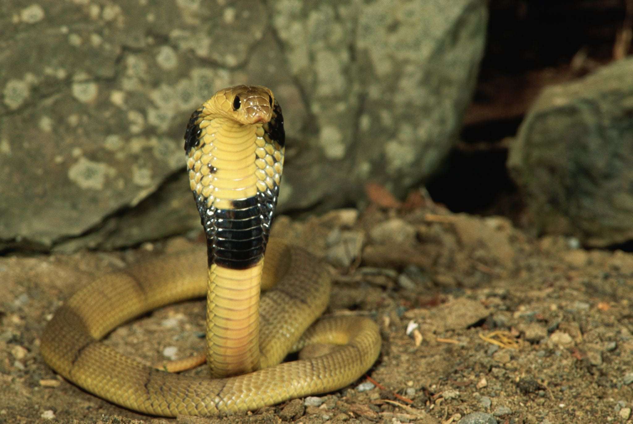 image for A loose venomous cobra is terrorizing this Texas suburb
