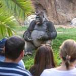 image for this gorilla looks like he decided to have his undergrad lecture outside today since it’s a nice day