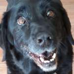 image for We had you for 16 years. Bye Dutch. You were the best boy.