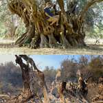 image for This 2500 year-old olive tree didn't survive the fires in Greece