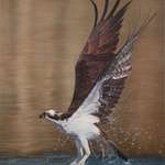 image for My oil painting of an osprey, I hope you enjoy