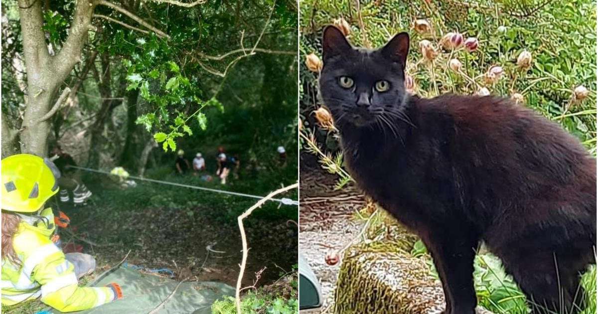 image for Cat's meowing helps rescuers find 83-year-old owner after she falls down a ravine