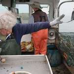image for Lobsterwoman discards lobster that is too small